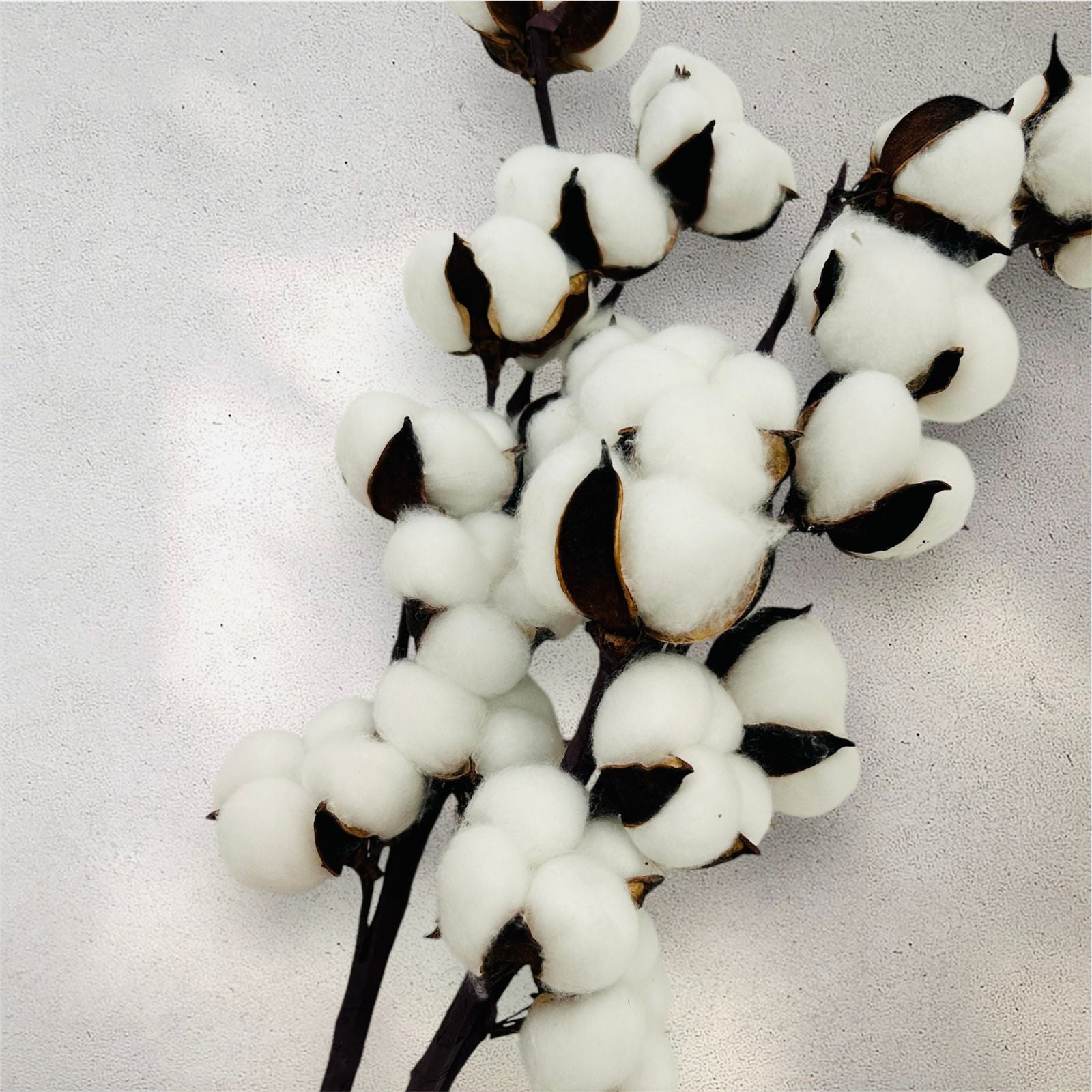 2 Varitas de algodón